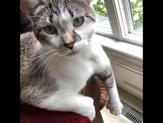 Dim Sum is polydactyl, has urinary crystals, and asthma.  So he is on special food. and Progesterone.  He is a very sweet boy who, after getting to know you will cuddle up on your lap.