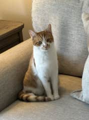 Linus is a gentle but crazy clown!  He will engage in play with you for ages - he’s always ready!