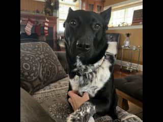Boise seeking attention on the couch