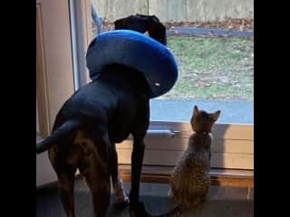 Wishing to go out, but laying low after Opal's spay surgery.
*Roo looks, but is NOT to go out*