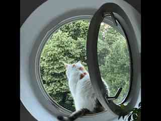 Morning routine looking out the window