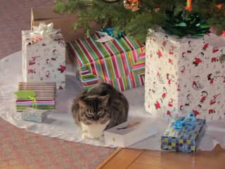 Buttercup is sure she's a gift!