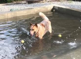 Ginger enjoys water