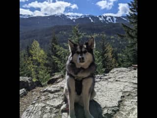 Hates hikes that are too long, but Rocky loves them!