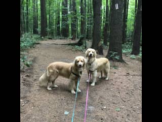 Hiking locally with Willow and Bear