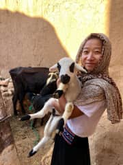 Lei wants to bring all the baby goats and sheep home