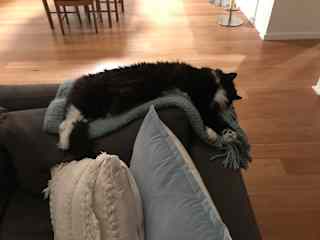 Julien sleeps nearly all the time! But he sleeps wherever you are. He won’t sit on your knee but just behind you- he doesn’t mind if you use him as a little pillow!