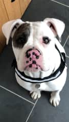 Mali is very young at heart and very puppy like. Also a rescue, she seems to have had a happier home than Sam & loves all people after. She loves playing and is very powerful. She’s incredibly charming, entertaining and talkative (not barking).