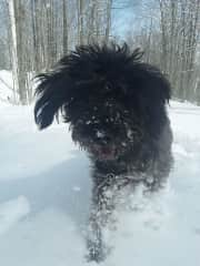 He loves playing in the snow.