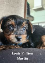 Introducing Louis Vuitton Martin