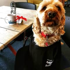 Biscuit in the office