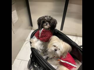 Pippin and Higgins ready for a day on the town!