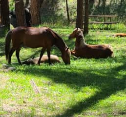 Wild Horses visit frequently