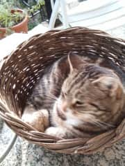 Missy in the basket ( named Missy)