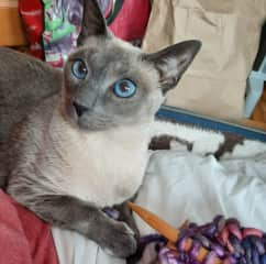 Meshy has striking blue eyes.  She is best friends with Moo and Goo and they love to cuddle and play together.