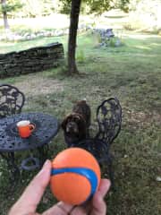 I've never thrown a ball so many times in my life! We had a great time with Naz at our last sitting