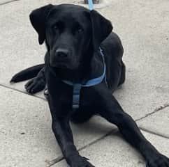 Blue is a good boy and sits quietly near you when at an outdoor restaurant.