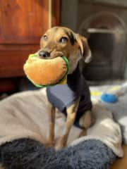 The only junk food she ‘gets’ is her toy hamburger that she loves to greet you with!