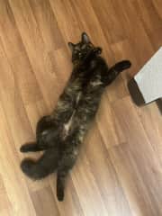 Not to be confused with “scratch my belly”, more likely she’s asking for food.
