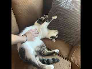Charlie is scared of strangers. But if you gain his trust, he&#8217;s the only one that loves getting his belly petted!