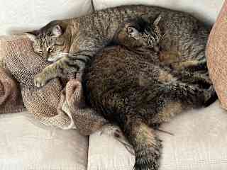 Lucy and maud