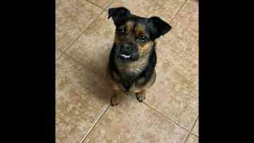 Luna is an amazing little character, highly intelligent and like a person!
