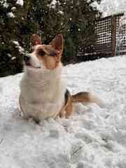 Rupert loves snow