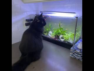 Tristen looking at fish