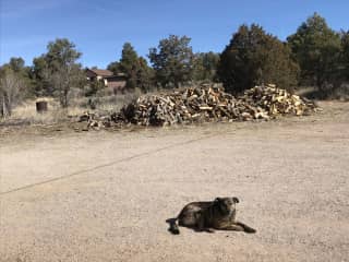 Nellie in front of our big wood pile