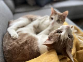 More cuddles on the couch on their favorite blanket