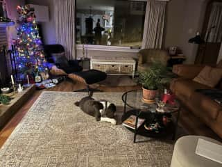 LIVING ROOM WITH SLEEPY DOG