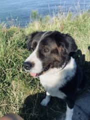 Lulu— a Karakachan Bulgarian sheepdog