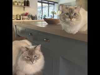 Aria on left Layla on right