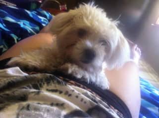 Maltese Terrier - Bella
House sit  Australia 2019