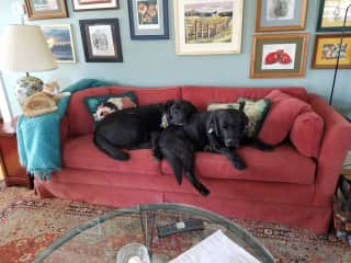 Pepper and Mounty relaxing at home