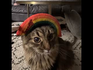 Shakeman, From Austin. First Cat I sat, he's 18 years old now!
