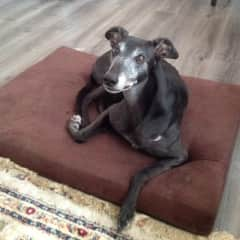 Penny the greyhound - calm and dignified, such a lovely dog.