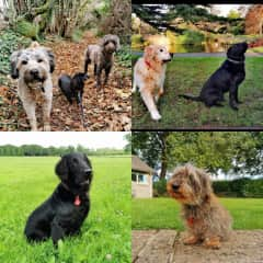 New Frens 
Wired Dachund 
Flat coat retriever 
Labs
Labradoodle 
Irish terrier
Dachund