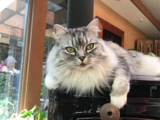 Bella on the wood stove - a great place to watch the birds!