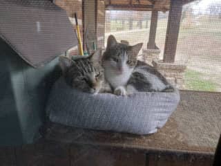 in addition to cats,