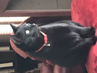 Bodie