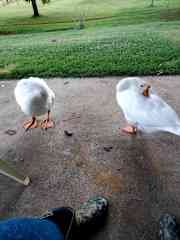 Jaj and pahtas