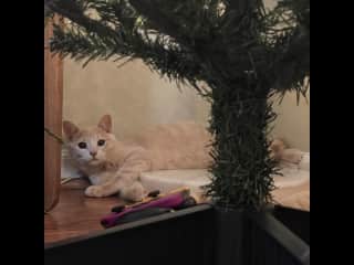 He is the bit weirdo of the bunch (every cat house has one). He will randomly rub on your legs and then run away when you try to pet him.