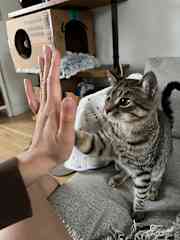 he knows how to do tricks!
