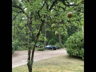 View from the yard with 2 pear trees, 2 plum trees, apple, cherry, peach, flowers, and hazelnut trees