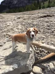 Oakley hiking up the Kananaskis   (40 min drive west of Cochrane)