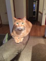 Graham, our rescue cat