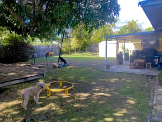 Backyard with mango tree