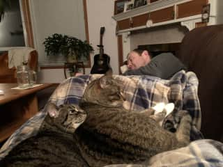 The kitties demand human snuggles