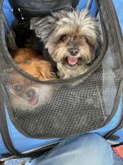 Mabel and Bobbie excited about a buggy ride to the park!